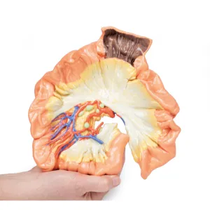 3D Printed Bowel - Portion of Jejenum Model